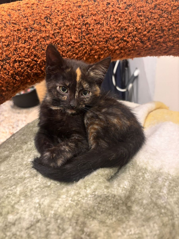 Bonnie - Chat à adopter - photo 2