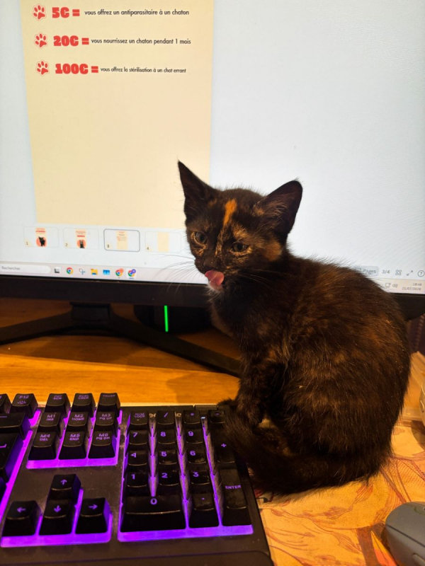 Bonnie - Chat à adopter - photo 3