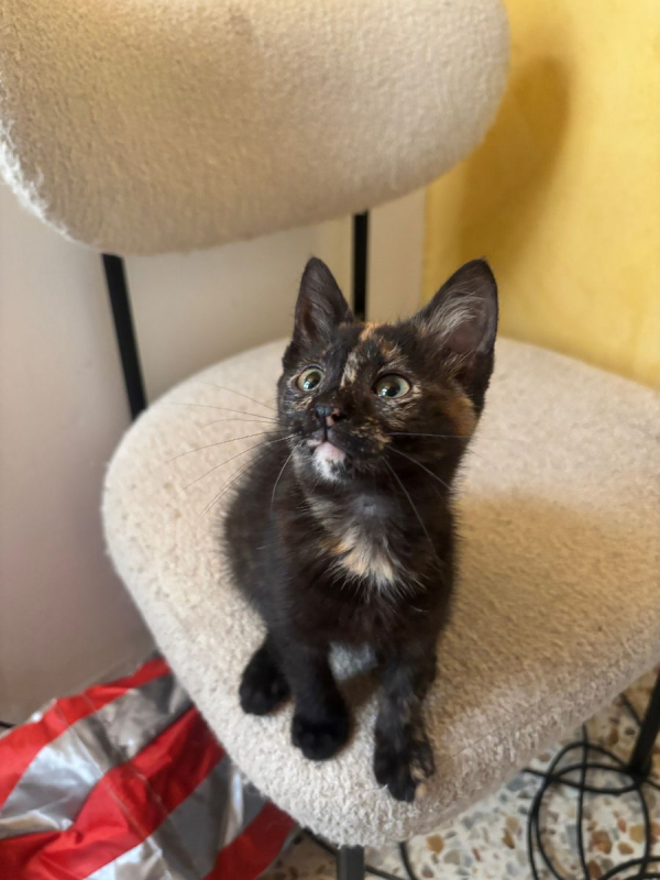 Bonnie - Chat à adopter