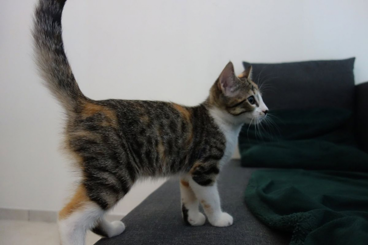 Laïka - Chat Européen à adopter - photo 3