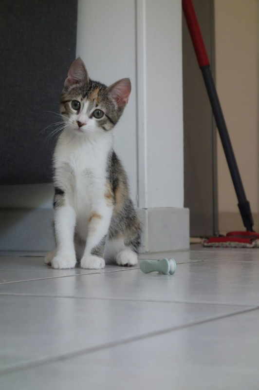 Laïka - Chat Européen à adopter