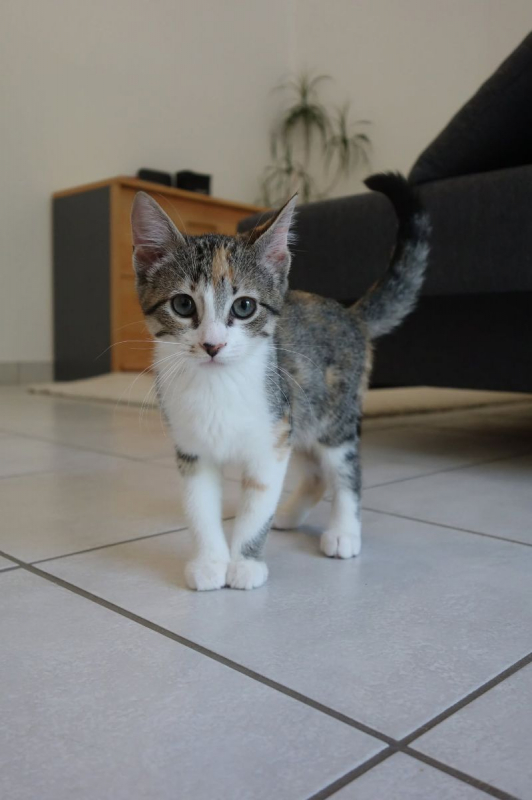 Laïka - Chat Européen à adopter - photo 2