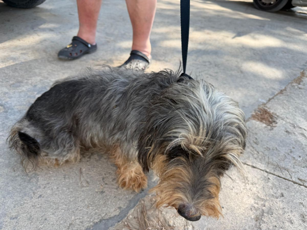 Tana - Chien à adopter - photo 6