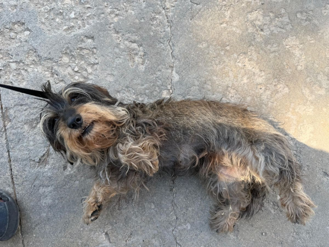 Tana - Chien à adopter - photo 3