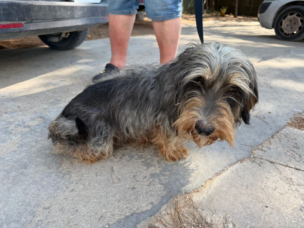 Tana - Chien à adopter - photo 8
