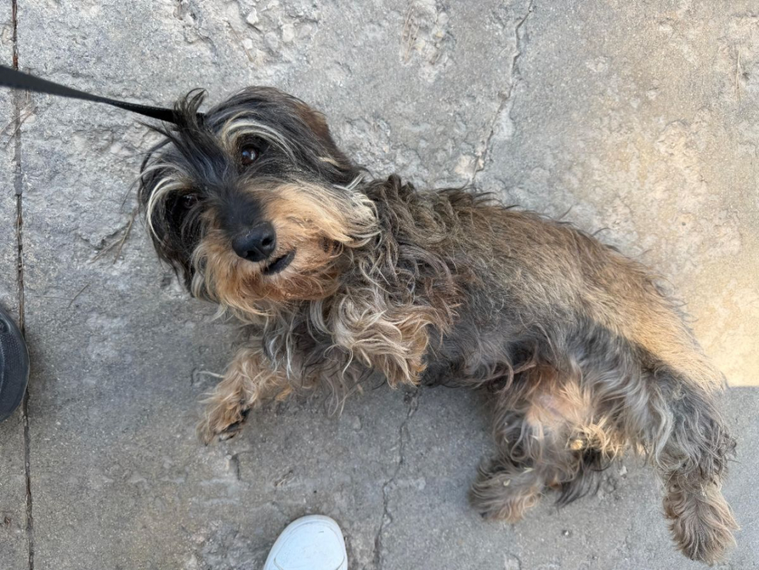 Tana - Chien à adopter - photo 9