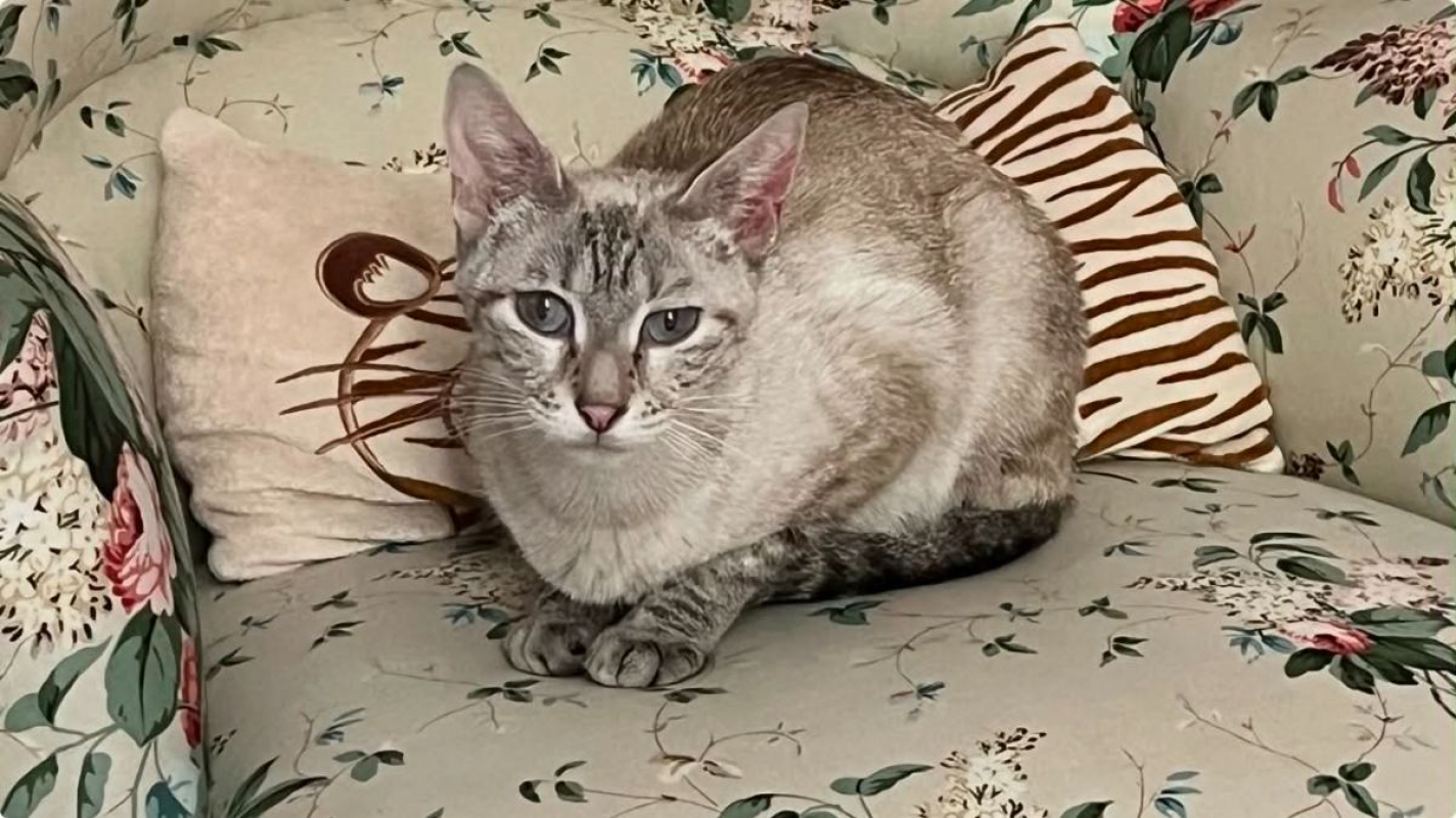 Cléo - Chat Siamois x Européen à adopter - photo 3