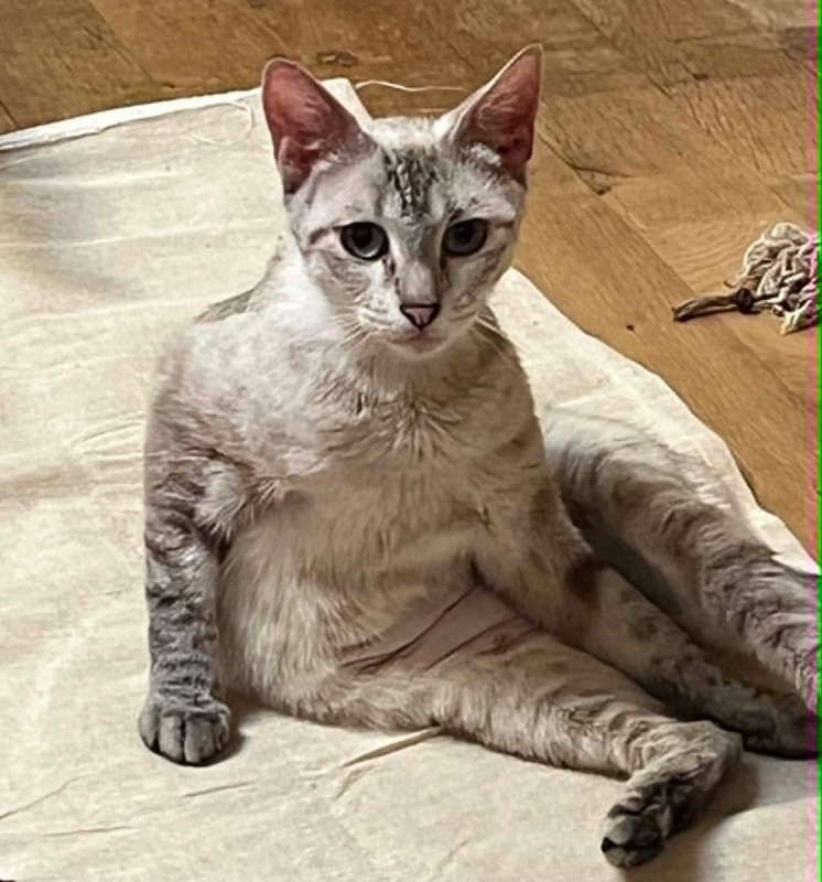 Cléo - Chat Siamois x Européen à adopter