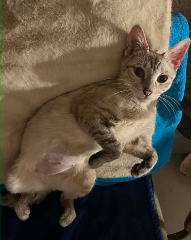 Cléo - Chat Siamois x Européen à adopter - photo 2