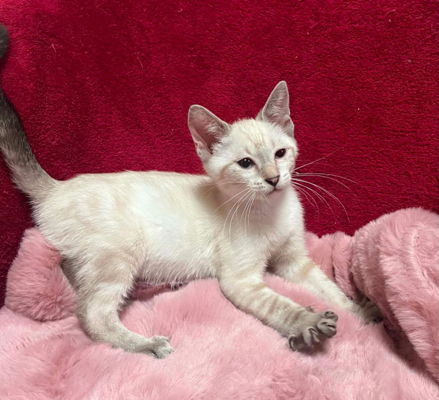 Melchior - Chat Siamois x Européen à adopter - photo 3