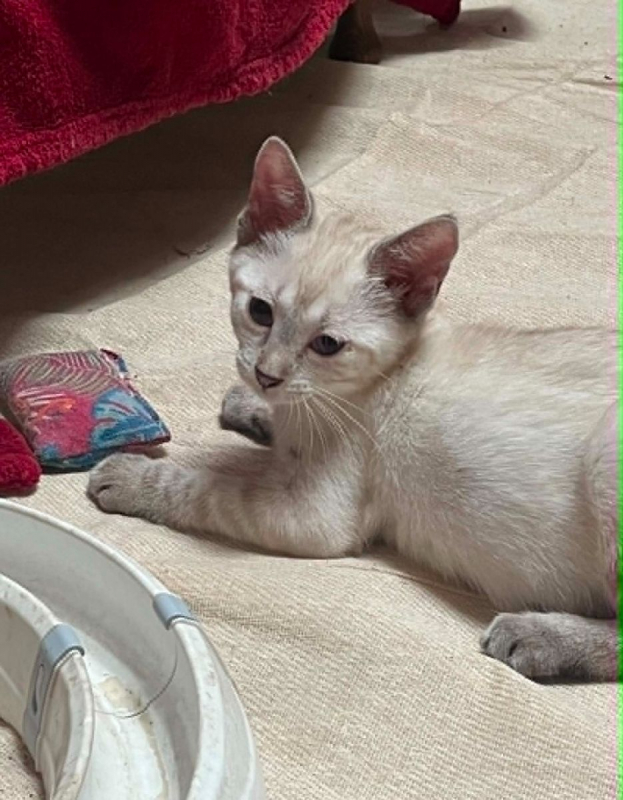 Melchior - Chat Siamois x Européen à adopter - photo 5