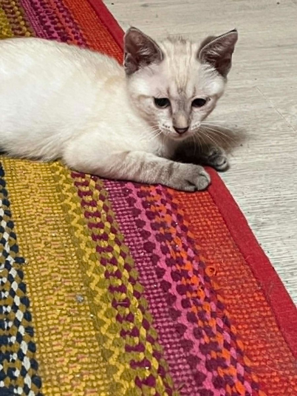 Melchior - Chat Siamois x Européen à adopter - photo 4