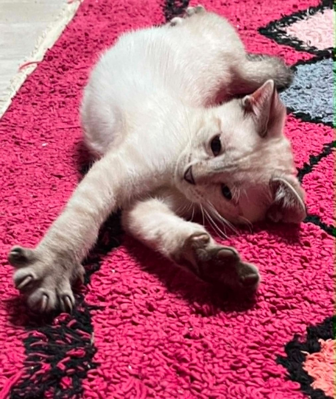 Melchior - Chat Siamois x Européen à adopter - photo 2