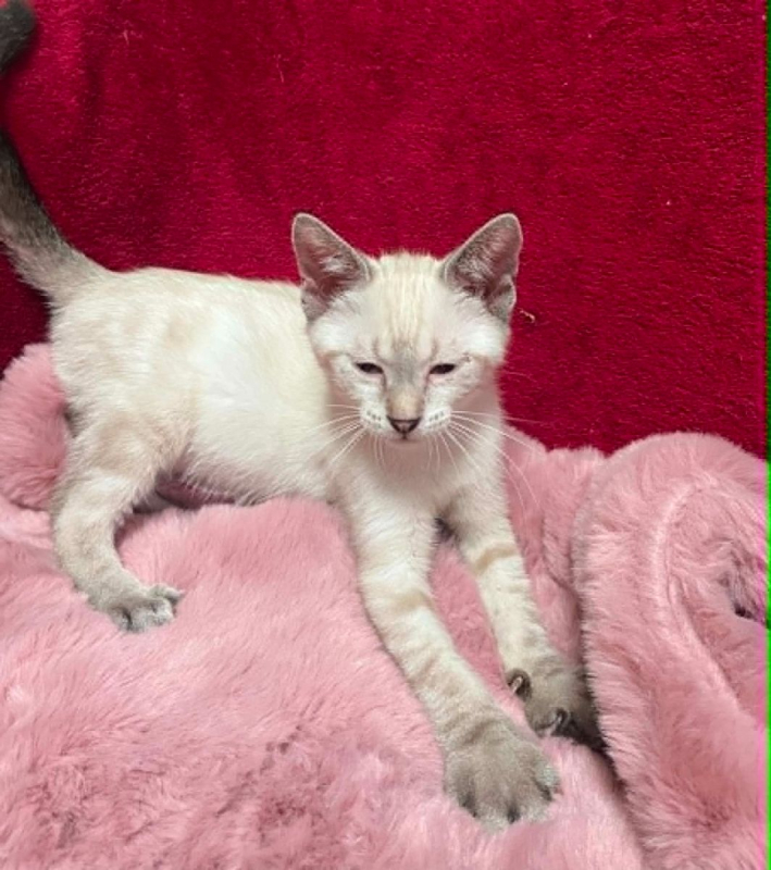 Melchior - Chat Siamois x Européen à adopter