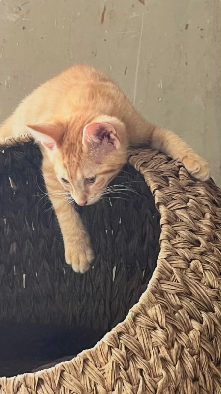 Balthazar - Chat Européen à adopter - photo 2