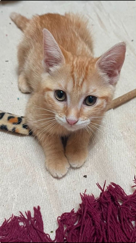 Balthazar - Chat Européen à adopter