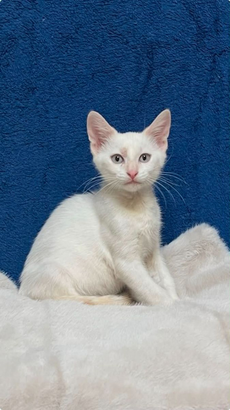 Gaspard - Chat Européen à adopter