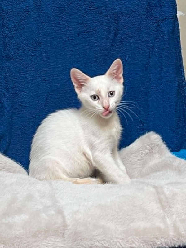 Gaspard - Chat Européen à adopter - photo 2