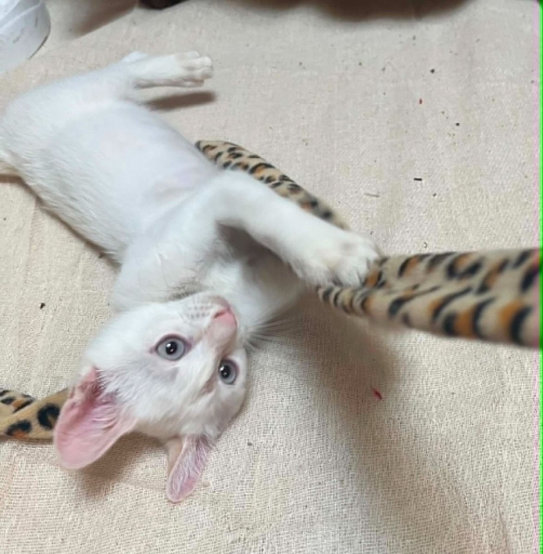 Gaspard - Chat Européen à adopter - photo 3