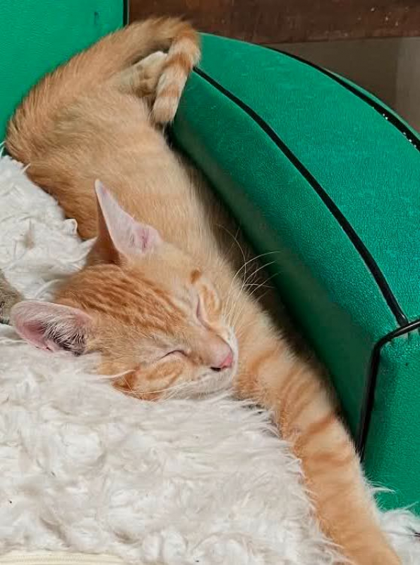 Amandine - Chat Européen à adopter - photo 4