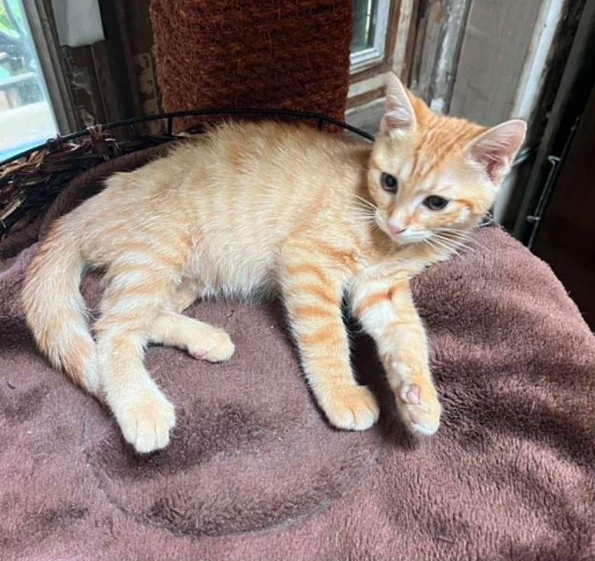 Amandine - Chat Européen à adopter - photo 2
