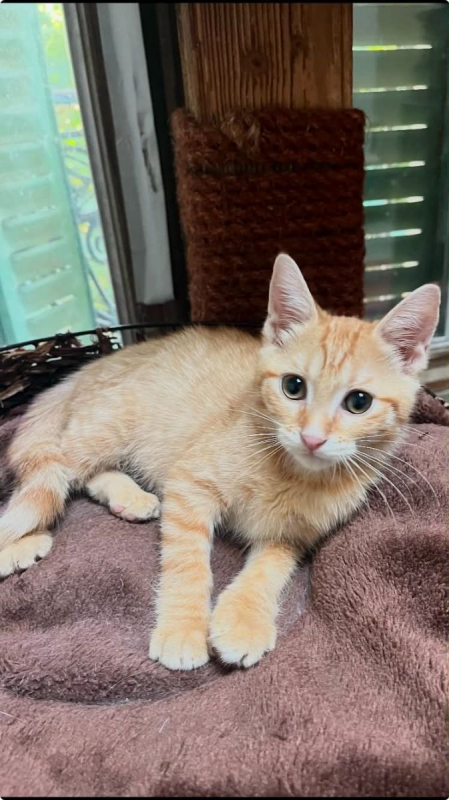 Amandine - Chat Européen à adopter
