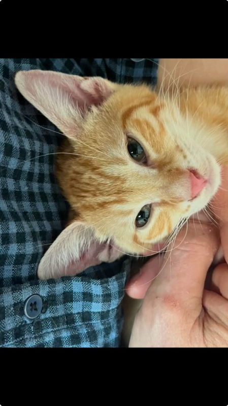 Amandine - Chat Européen à adopter - photo 3
