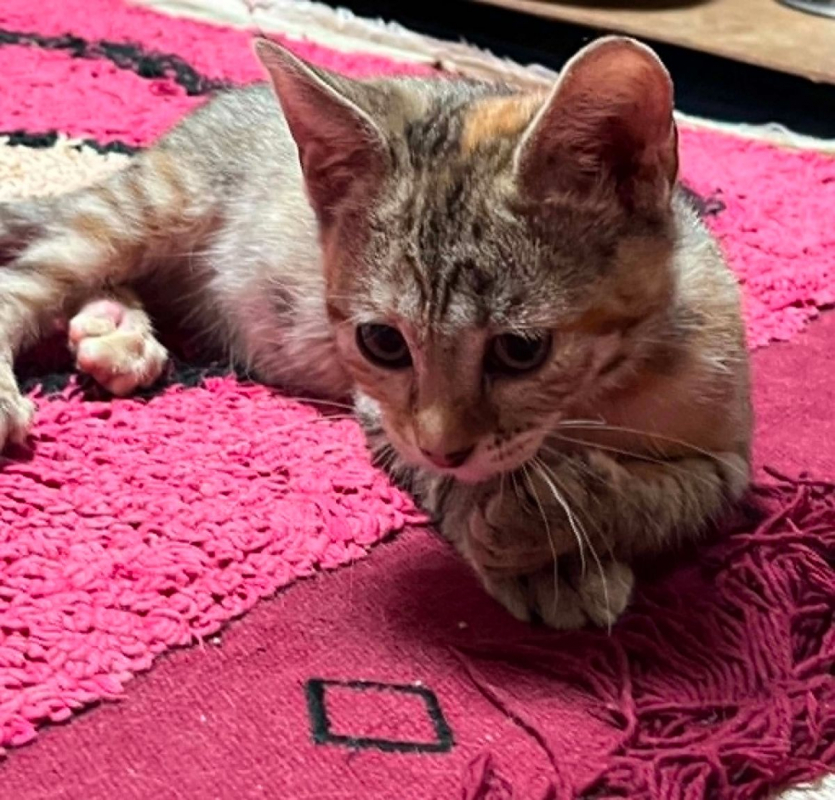 Colette - Chat Européen à adopter