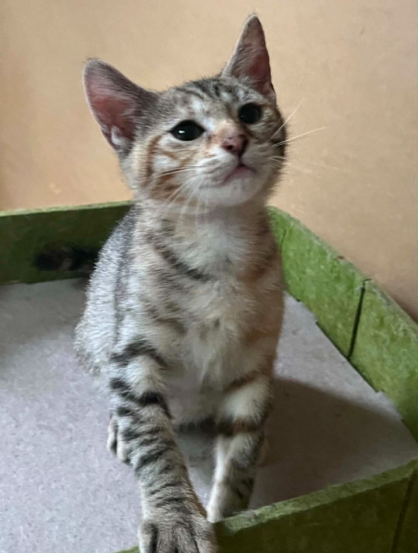 Colette - Chat Européen à adopter - photo 3