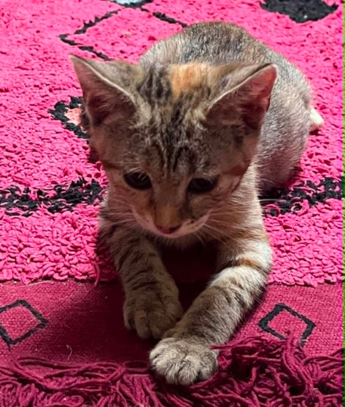 Colette - Chat Européen à adopter - photo 2