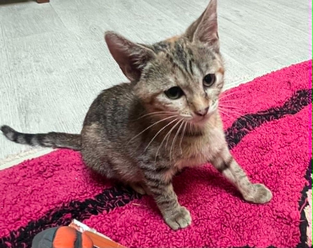 Colette - Chat Européen à adopter - photo 5