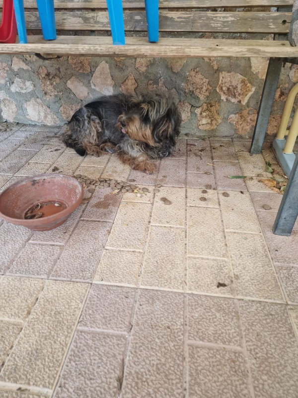 Luna - Chien à adopter - photo 4