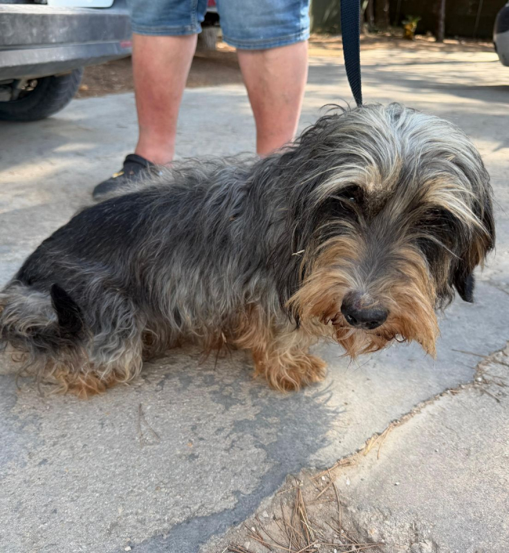 Luna - Chien à adopter - photo 2