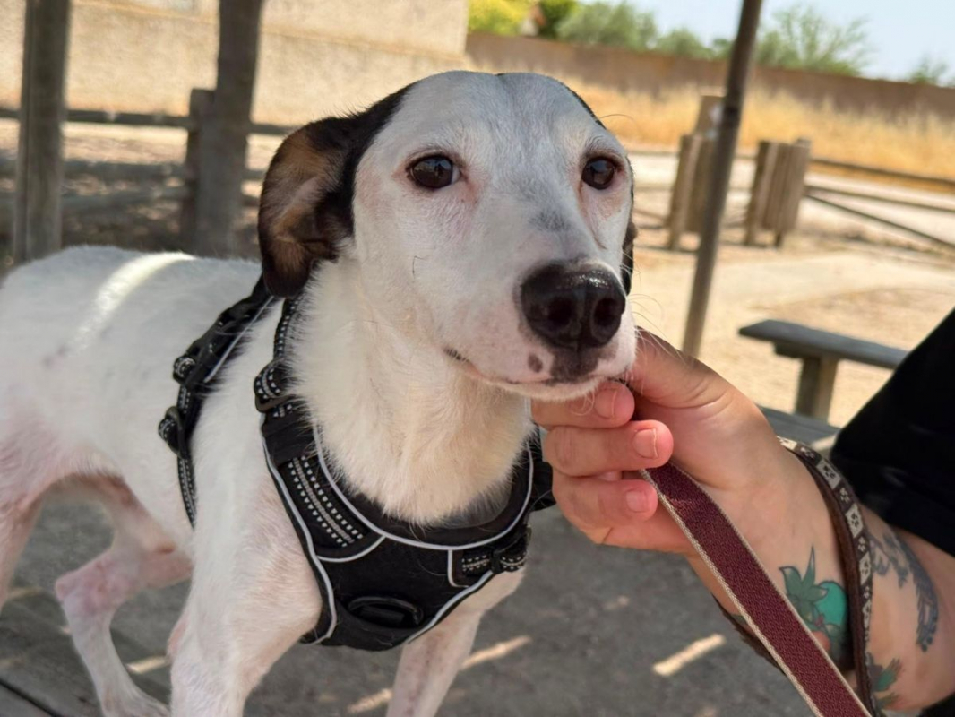 Pipo II - Chien à adopter - photo 7