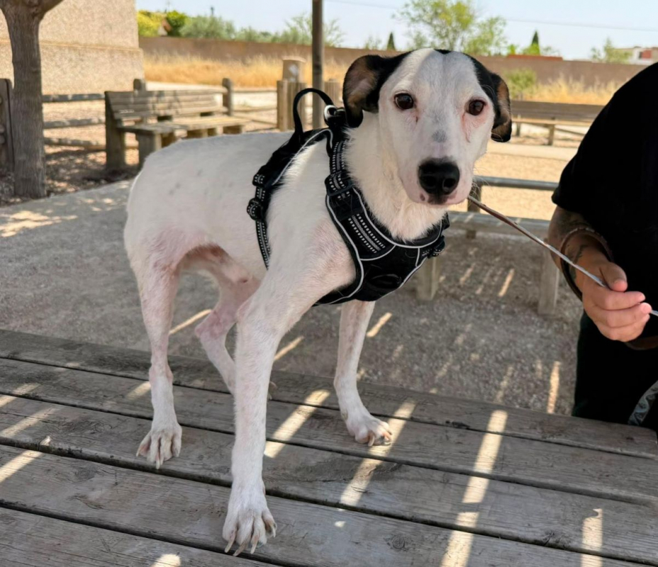 Pipo II - Chien à adopter - photo 6
