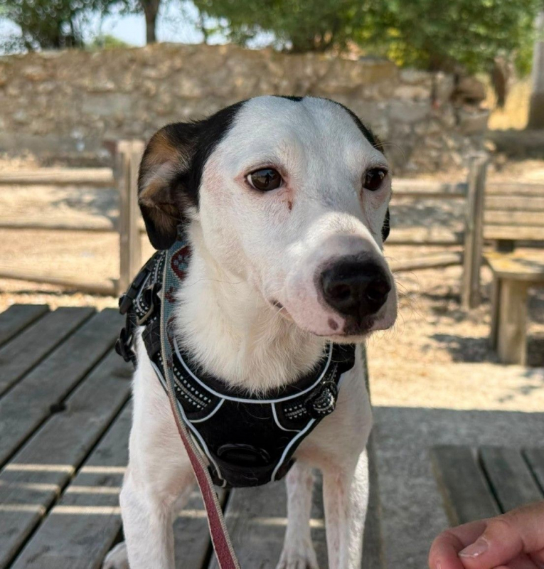 Pipo II - Chien à adopter