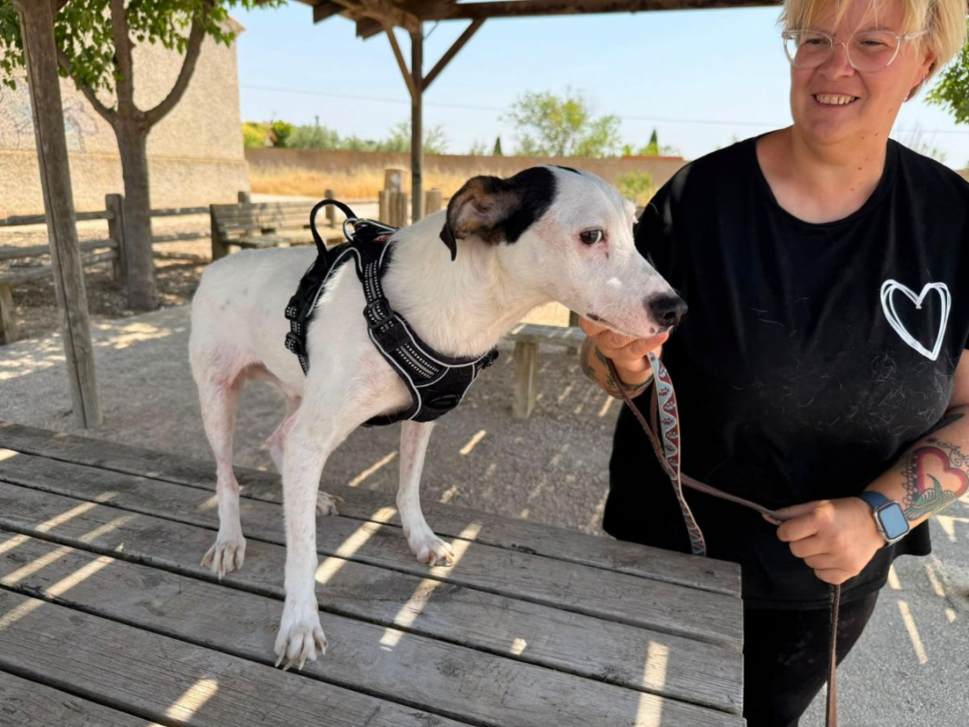 Pipo II - Chien à adopter - photo 2