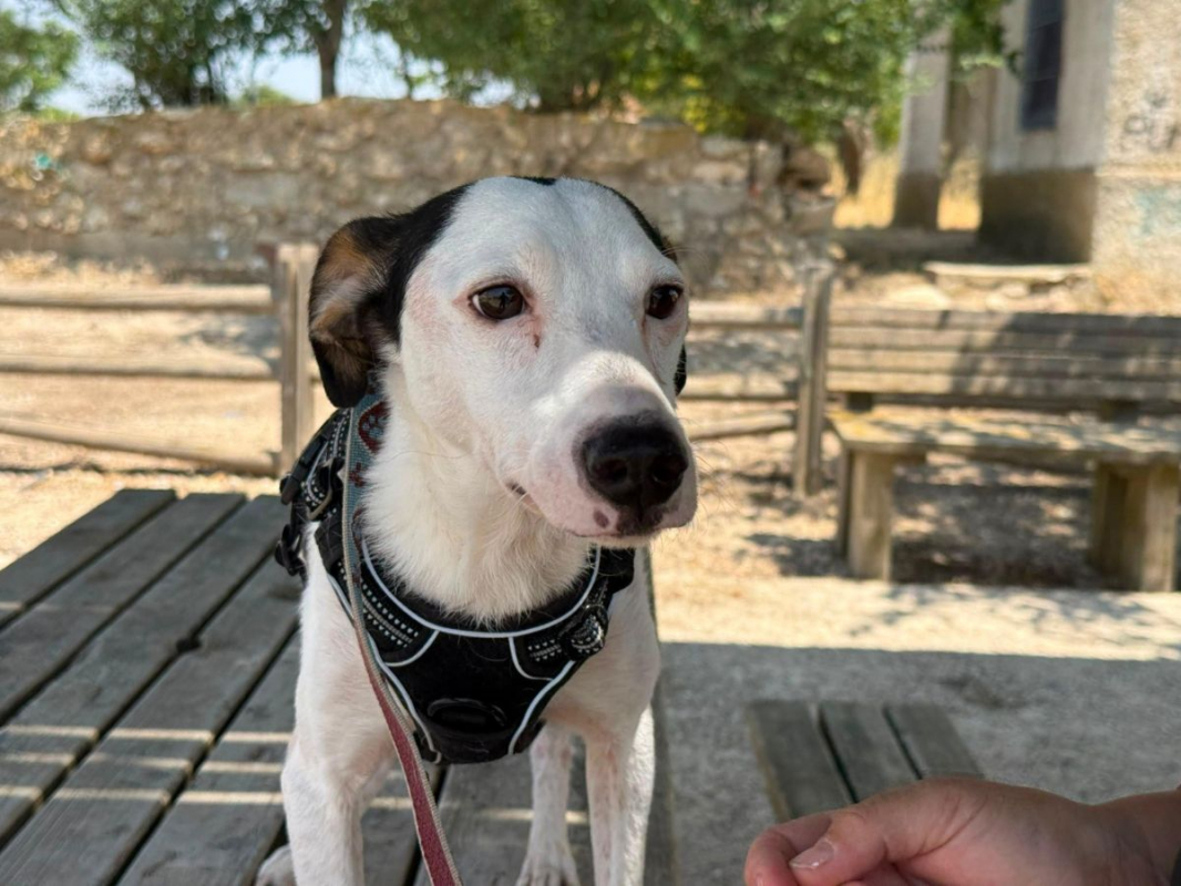 Pipo II - Chien à adopter - photo 4