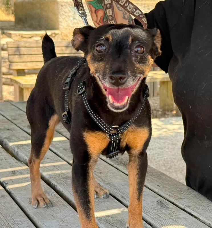 Cara - Chien Pinscher Nain à adopter