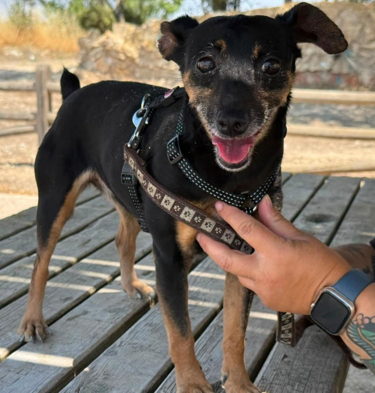 Cara - Chien Pinscher Nain à adopter - photo 2