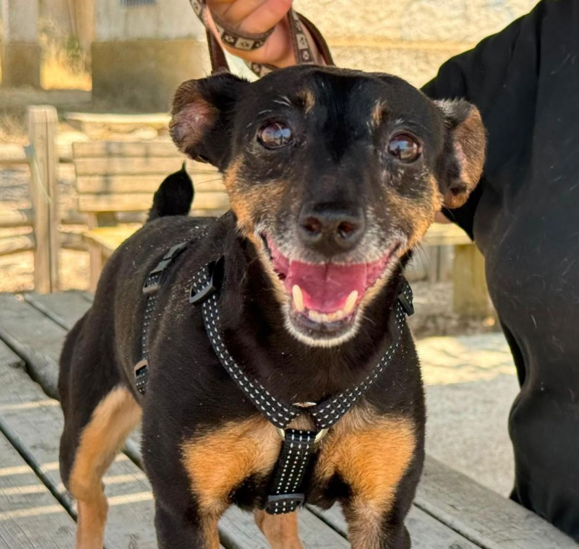 Cara - Chien Pinscher Nain à adopter - photo 4