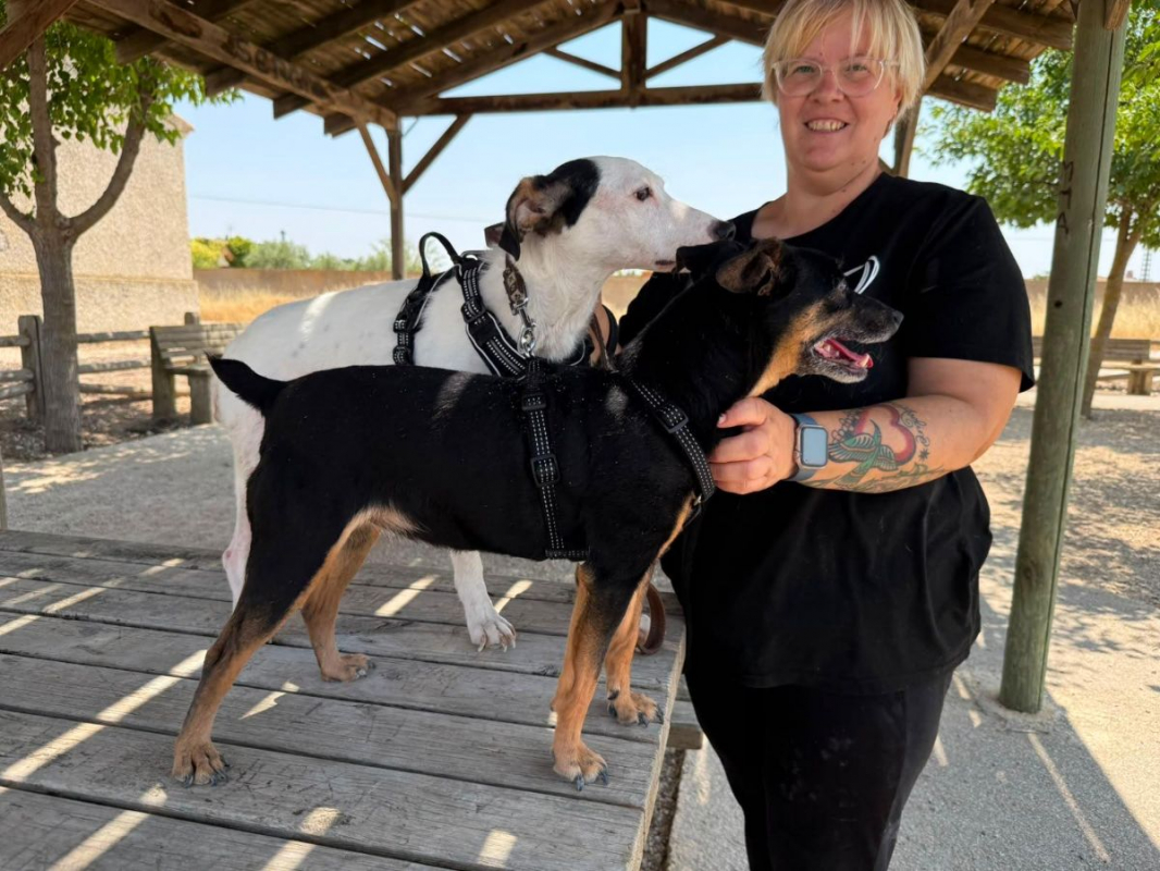 Cara - Chien Pinscher Nain à adopter - photo 3