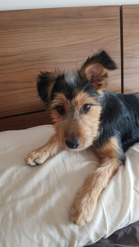 Tito - Chien à adopter