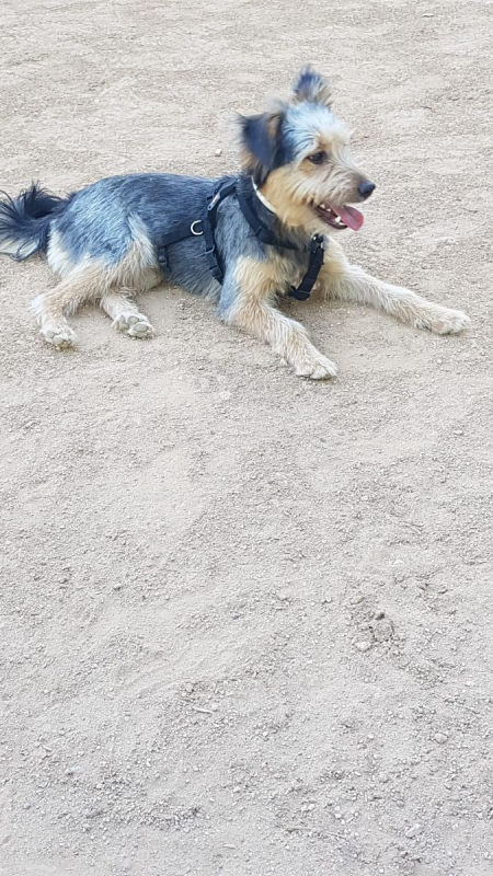 Tito - Chien à adopter - photo 2