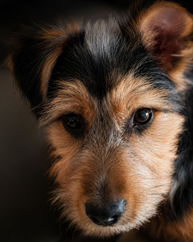 Tito - Chien à adopter - photo 3