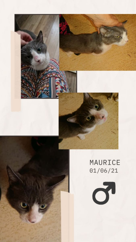 Maurice - Chat Européen à adopter