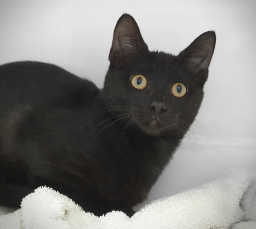 Jekta - Chat Européen à adopter - photo 2