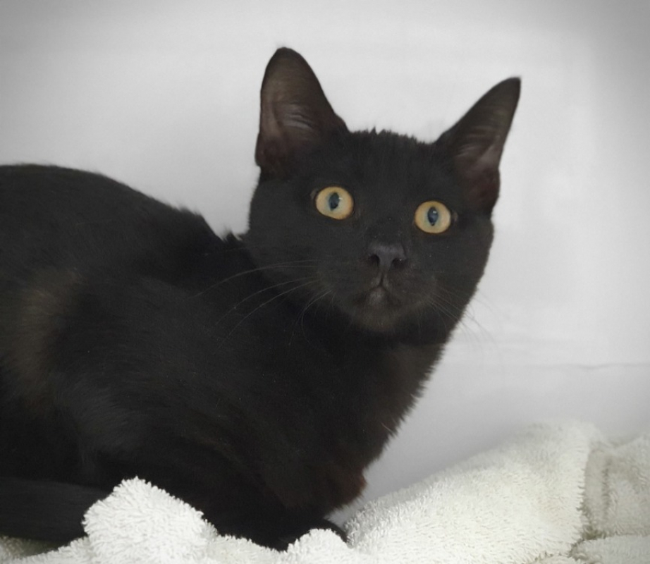 Jekta - Chat Européen à adopter - photo 3