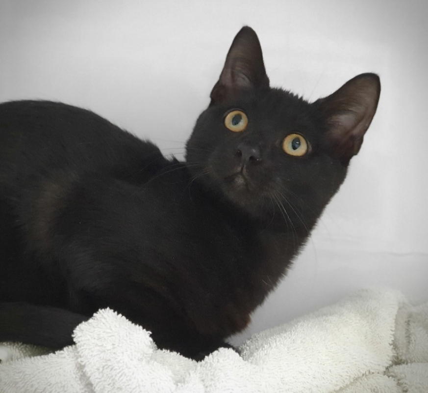 Jekta - Chat Européen à adopter - photo 4