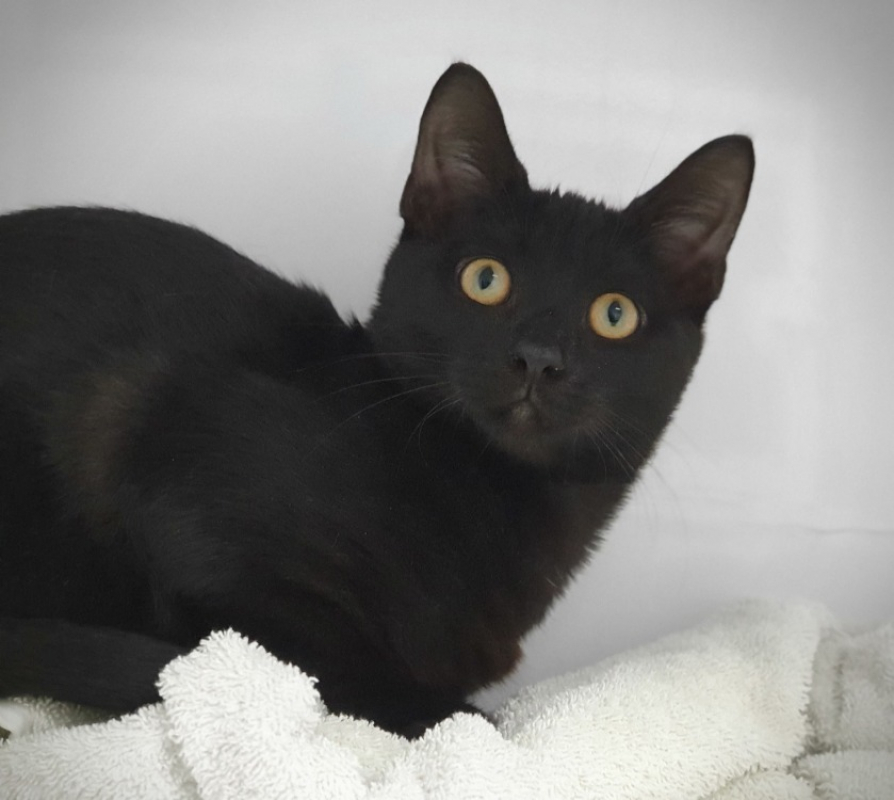 Jekta - Chat Européen à adopter - photo 5
